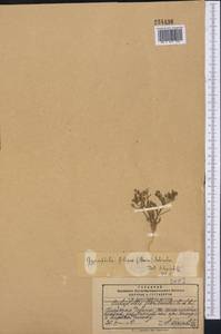 Saponaria floribunda (Kar. Kir.) Boiss., Middle Asia, Pamir & Pamiro-Alai (M2) (Kyrgyzstan)