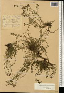 Cynanchica cristata (Sommier & Levier) P.Caputo & Del Guacchio, Caucasus, Stavropol Krai, Karachay-Cherkessia & Kabardino-Balkaria (K1b) (Russia)