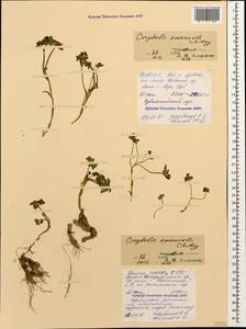 Corydalis emanuelii C.A.Mey., Caucasus, North Ossetia, Ingushetia & Chechnya (K1c) (Russia)