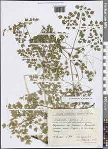 Thalictrum foetidum L., Siberia, Yakutia (S5) (Russia)