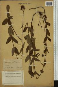 Hypericum montanum L., Western Europe (EUR) (Germany)