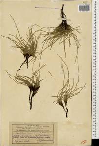 Equisetum ramosissimum Desf., Caucasus, Azerbaijan (K6) (Azerbaijan)