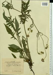 Knautia arvensis (L.) Coult., Eastern Europe, North Ukrainian region (E11) (Ukraine)