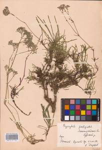 Gypsophila fastigiata L., Eastern Europe, North-Western region (E2) (Russia)