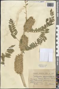 Astragalus alopecuroides L., Western Europe (EUR) (Bulgaria)