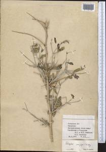 Astragalus paucijugus Schrenk, Middle Asia, Syr-Darian deserts & Kyzylkum (M7) (Uzbekistan)