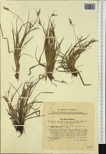 Carex depressa subsp. transsilvanica (Schur) K.Richt., Eastern Europe, West Ukrainian region (E13) (Ukraine)
