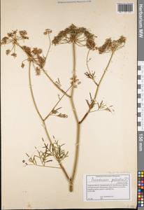 Thysselinum palustre (L.) Hoffm., Eastern Europe, North-Western region (E2) (Russia)