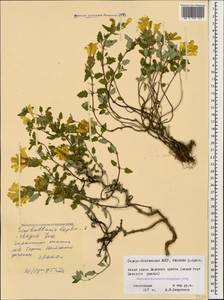Scutellaria leptostegia Juz., Caucasus, North Ossetia, Ingushetia & Chechnya (K1c) (Russia)