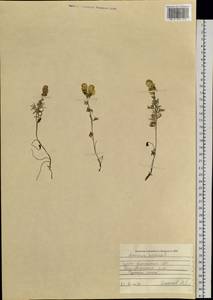 Aconitum anthoroideum DC., Siberia, Altai & Sayany Mountains (S2) (Russia)