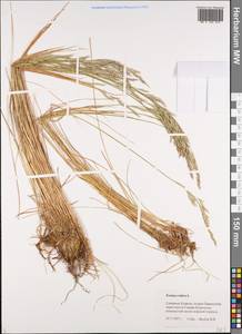 Festuca rubra L., Siberia, Russian Far East (S6) (Russia)