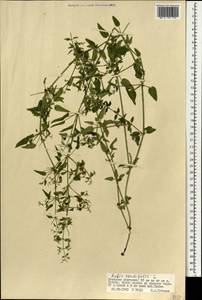 Rubia cordifolia L., Mongolia (MONG) (Mongolia)