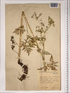Anthriscus sylvestris subsp. sylvestris, Siberia, Chukotka & Kamchatka (S7) (Russia)