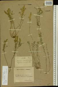 Alyssum turkestanicum Regel & Schmalh. ex Regel, Eastern Europe, Rostov Oblast (E12a) (Russia)