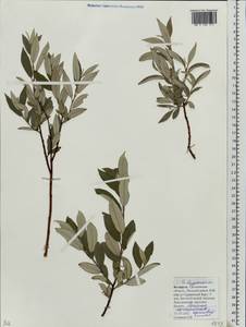 Salix lapponum L., Eastern Europe, Belarus (E3a) (Belarus)