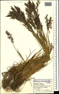 Bromus variegatus M.Bieb., Caucasus, Stavropol Krai, Karachay-Cherkessia & Kabardino-Balkaria (K1b) (Russia)