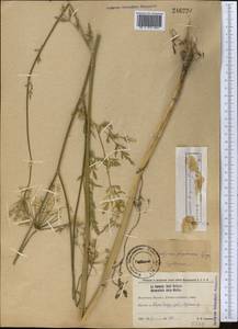 Scaligeria korshinskyi (Lipsky) Korovin, Middle Asia, Western Tian Shan & Karatau (M3) (Kyrgyzstan)