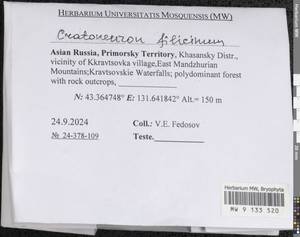 Cratoneuron filicinum (Hedw.) Spruce, Bryophytes, Bryophytes - Russian Far East (excl. Chukotka & Kamchatka) (B20) (Russia)