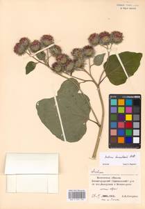 Arctium tomentosum Mill., Eastern Europe, Moscow region (E4a) (Russia)