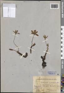 Colchicum umbrosum Steven, Caucasus, Krasnodar Krai & Adygea (K1a) (Russia)