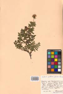 Sorbaria pallasii (G. Don) Pojark., Siberia, Russian Far East (S6) (Russia)