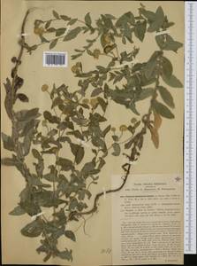 Pulicaria dysenterica (L.) Bernh., Western Europe (EUR) (Italy)