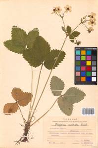 Fragaria moschata Duchesne, Eastern Europe, Moscow region (E4a) (Russia)