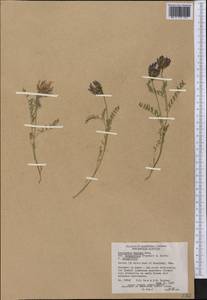Astragalus agrestis Douglas ex Hook., America (AMER) (Canada)