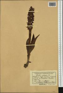 Dactylorhiza cordigera (Fr.) Soó, Western Europe (EUR) (Albania)