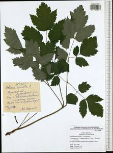Actaea spicata L., Eastern Europe, Central region (E4) (Russia)