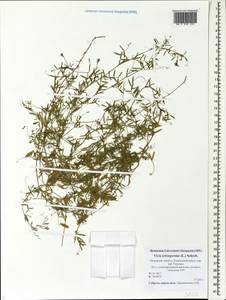 Vicia tetrasperma (L.)Schreb., Eastern Europe, North-Western region (E2) (Russia)