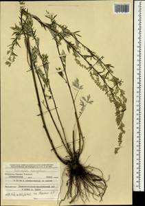 Artemisia mongolica (Fisch. ex Besser) Nakai, Mongolia (MONG) (Mongolia)
