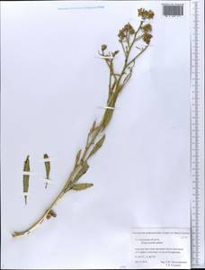 Guenthera persica (Boiss. & Hohen.) D.A.German, Eastern Europe, Middle Volga region (E8) (Russia)