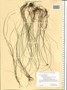 Schizachne purpurascens subsp. callosa (Turcz. ex Griseb.) T.Koyama & Kawano, Eastern Europe, Volga-Kama region (E7) (Russia)