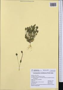 Lomatogonium carinthiacum (Wulfen) Reichenb., Western Europe (EUR) (Italy)