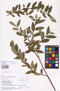 Salix triandra L., Eastern Europe, Central region (E4) (Russia)