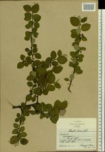 Cotoneaster alaunicus Golitsin, Eastern Europe, Moscow region (E4a) (Russia)