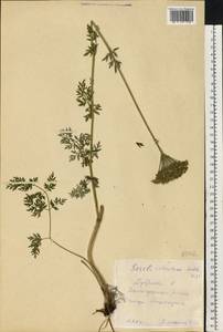 Selinum carvifolia (L.) L., Eastern Europe, Eastern region (E10) (Russia)
