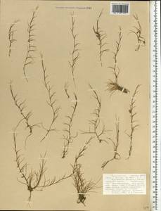 Puccinellia phryganodes (Trin.) Scribn. & Merr., Eastern Europe, Northern region (E1) (Russia)