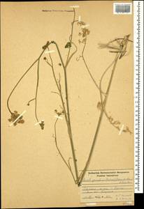 Seseli grandivittatum (Sommier & Levier) Schischk., Caucasus, Armenia (K5) (Armenia)