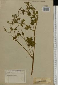 Geranium bohemicum L., Eastern Europe, North-Western region (E2) (Russia)