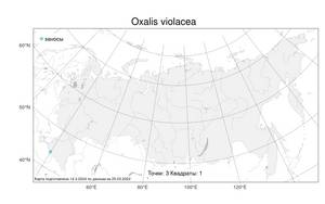 Oxalis violacea L., Atlas of the Russian Flora (FLORUS) (Russia)