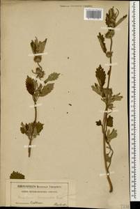 Marrubium leonuroides Desr., Caucasus (no precise locality) (K0)