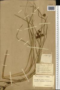 Bolboschoenus maritimus (L.) Palla, Eastern Europe, Rostov Oblast (E12a) (Russia)