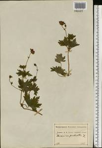 Geranium palustre L., Eastern Europe, Central forest-and-steppe region (E6) (Russia)