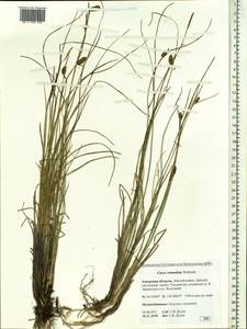 Carex rotundata Wahlenb., Siberia, Russian Far East (S6) (Russia)