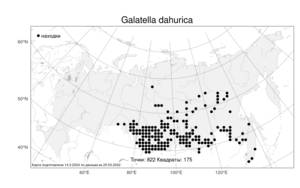 Galatella dahurica DC., Atlas of the Russian Flora (FLORUS) (Russia)