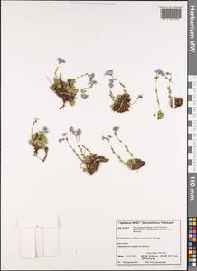 Eritrichium villosum (Ledeb.) Bunge, Siberia, Central Siberia (S3) (Russia)