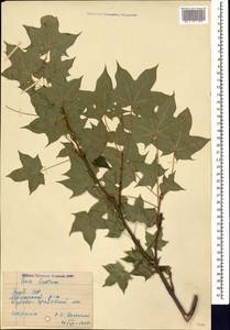 Acer cappadocicum subsp. cappadocicum, Caucasus, Azerbaijan (K6) (Azerbaijan)