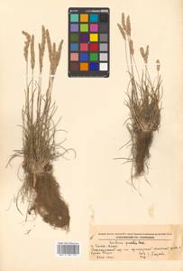 Koeleria pyramidata (Lam.) P.Beauv., Siberia, Russian Far East (S6) (Russia)